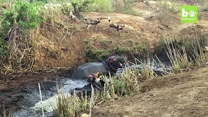 Incroyable cette  hippopotame sauve une antilope avant de finir par la tuer