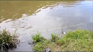 Amazing Fishing