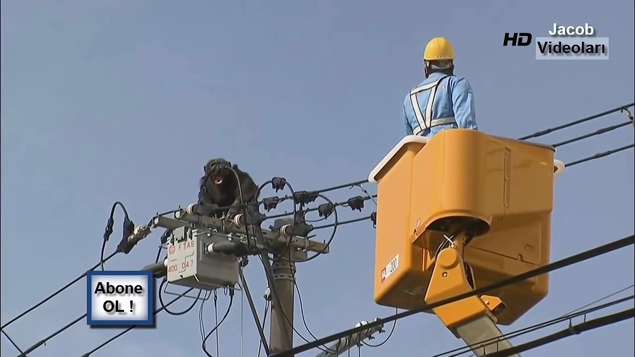 Elektrik Direğine Çıkan Çılgın Şempanze Dehşet Saçtı ! ►► Kameralara yakalanan önemli anlar