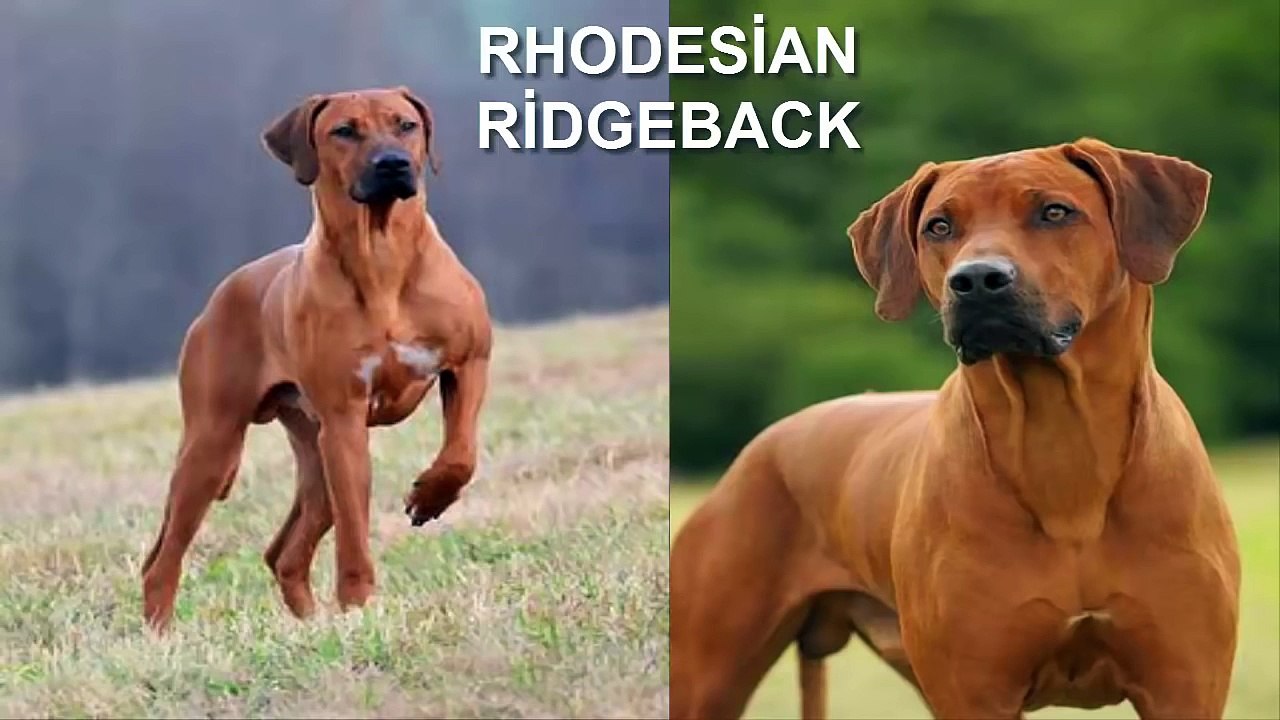 Aslan Avlayan Köpek Irkı   RHODESİAN RİDGEBACK ►► Köpek Dövüşleri Hakkında African Lion Dog attacks