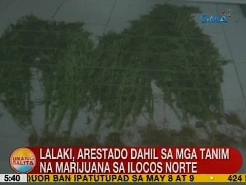 UB: Lalaki, arestado dahil sa mga tanim na marijuana sa Ilocos Norte