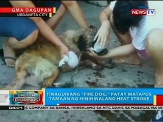 Tinaguriang 'fire dog,' patay matapos tamaan ng hinihinalang heat stroke