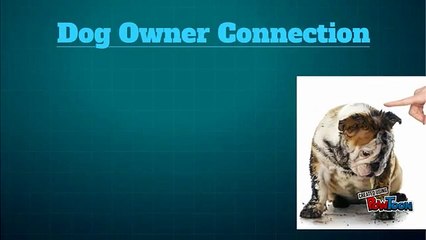 Amazing Dogs Treats Online at Reasonable Cost