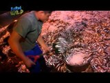 Doc Ferds, sumama sa panghuhuli ng sardinas sa Zamboanga