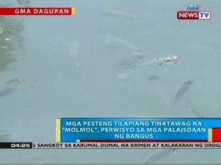 BP: Mga pesteng tilapiang tinatawag na "molmol", perwisyo sa mga palaisdaan ng bangus sa Pangasinan