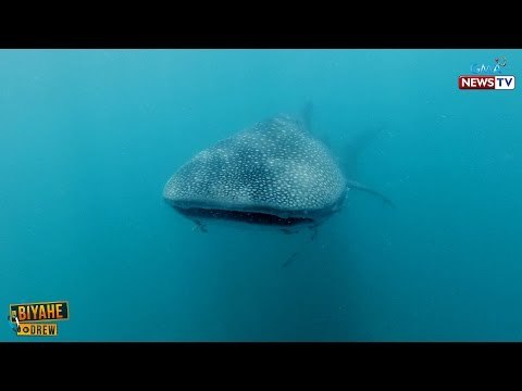 Ang tamang pakikisalamuha sa mga butanding | Biyahe ni Drew