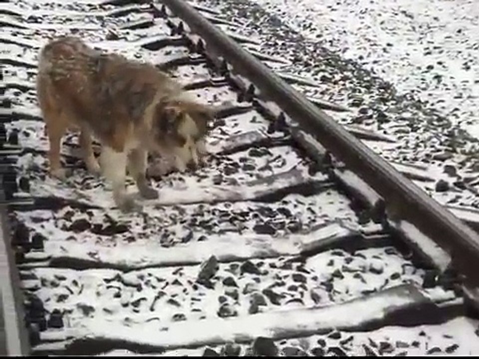 Lucy rimane incastrata tra i binari del Treno e Panda non la lascia da sola neanche un Istante!