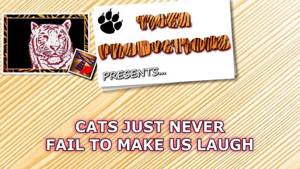 Compilation d'accidents et de fails avec nos amis les chats