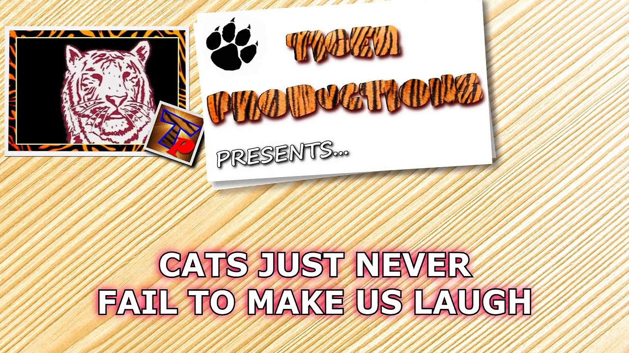 Compilation d'accidents et de fails avec nos amis les chats