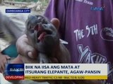 SAKSI: Biik na iisa ang mata at itsurang elepante, agaw-pansin