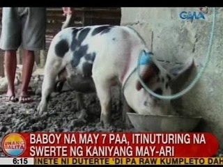 UB: Baboy na may 7 paa, itinuturing na swerte ng kaniyang may-ari