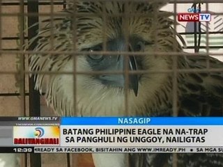 BT: Batang Philippine Eagle na na-trap sa panghuli ng unggoy, nailigtas
