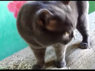 Gatos fofos do youtube