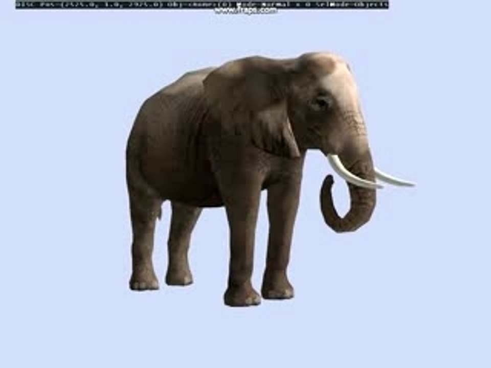 Elephant mange AA