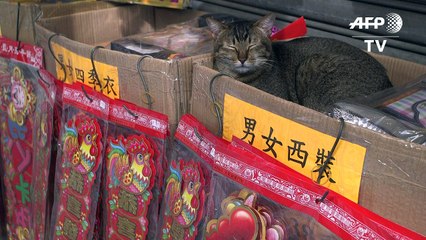 Cream Brother, le chat le plus célèbre de Hong Kong