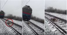 Cão junta-se a companheira ferida em linha ferroviária e protege-a de comboios durante dois dias