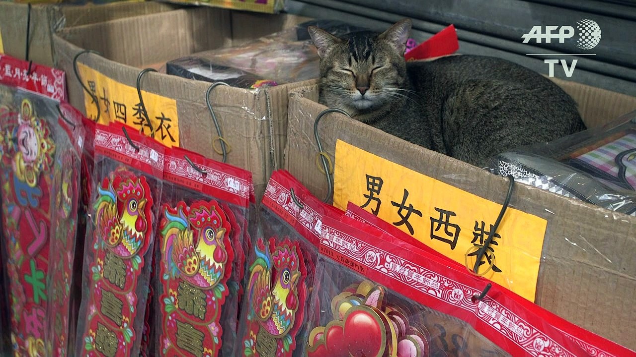Das versteckte Leben der Schaufenster-Katzen