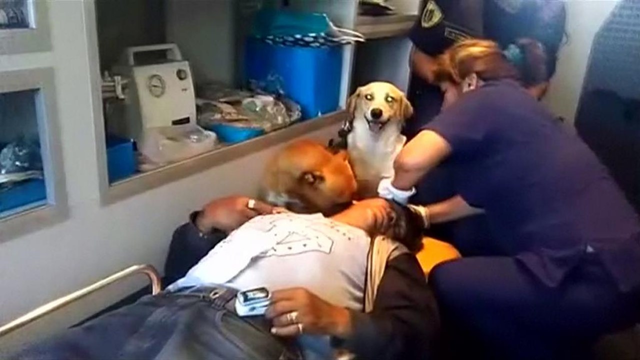 Canine carers go to hospital with their master
