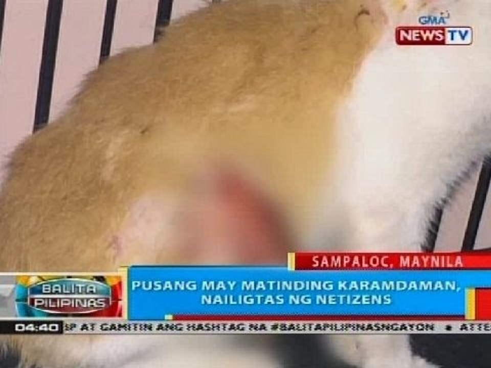 Pusang may matinding karamdaman nailigtas ng netizens