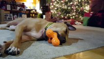 Dog falls asleep while playing with Christmas toy
