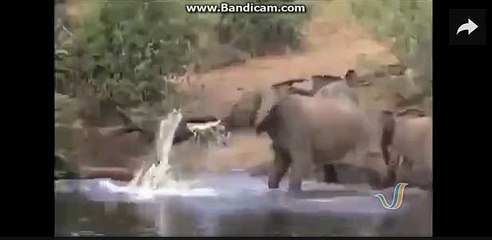 Incredible! Snake & Elephant