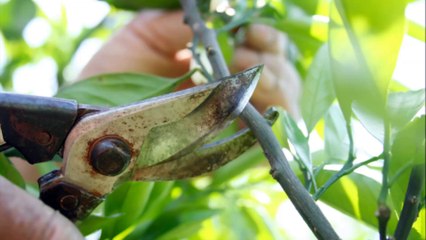 Wood's Tree Svc - (336) 342-1414