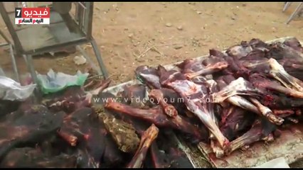 بالفيديو.. شرطة التموين تكشف وجود كلاب وزواحف بحوزة "تاجر الحمير" بالجيزة