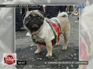 24 Oras: Asong kasamang nagmartsa sa graduation sa UPLB, kinagigiliwan ng netizens