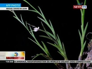 BT: 5 bagong orchid species, natuklasan sa Bukidnon