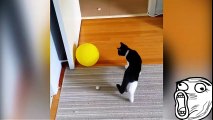 Gatos x Balões  -  CATS vs BALLOONS PART 3