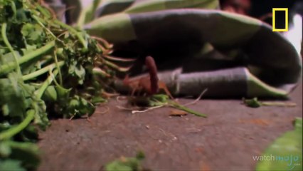 Top 10 des animaux les plus dangereux