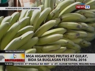 BT: Mga higanteng prutas at gulay, bida sa Buglasan Festival 2016