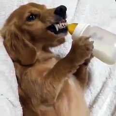 Bom dia pra você que também já acordou e... - Prefiro bicho do que gente