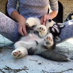 Mas é uma fofura só! Amei essa... - Prefiro bicho do que gente