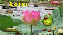 Lotus Rhyme | 3D Nursery Rhymes With Lyrics For Kids | Flower Rhymes | 3D Rhymes Animation