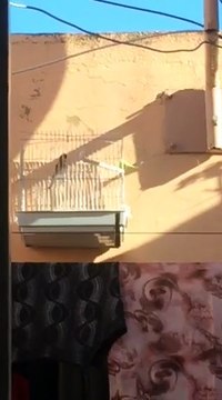 Chant du Chardonneret donnez nous vos avis de : Youcef Zaaf