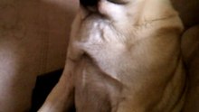 Un chien très sensible pleure vraiment en écoutant un film triste !