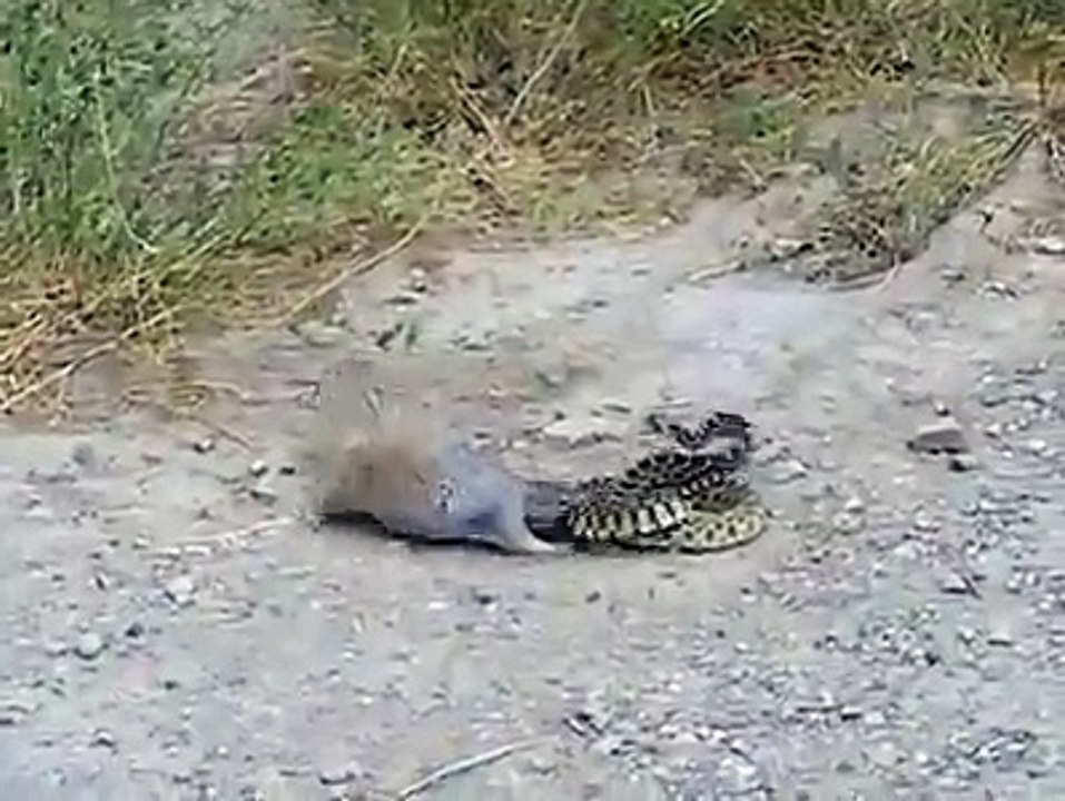 Sincap ve Yılanın acımasız kavgası... Doğa sen nelere kadirsin....