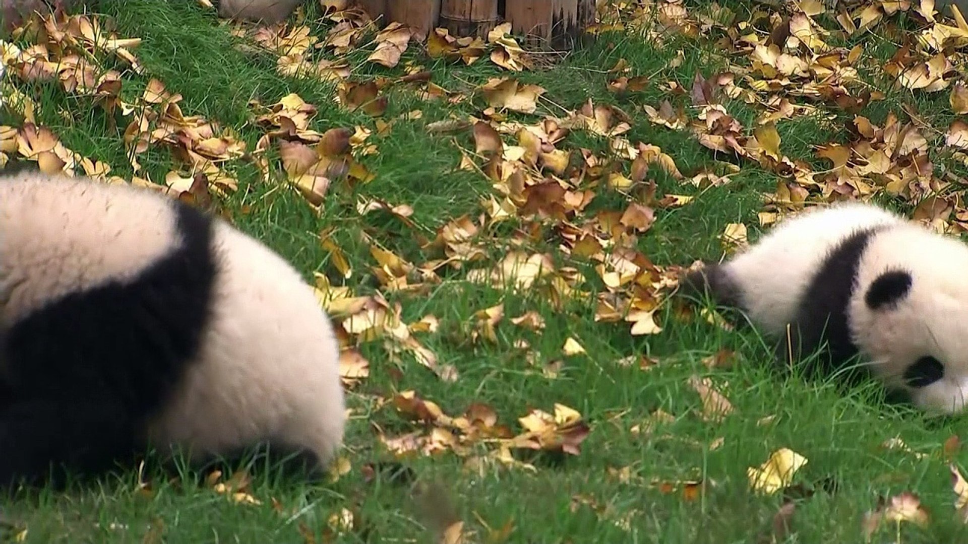 ⁣Pandas taken off the endangered list