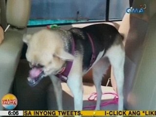 UB: Kabang at Pacquiao, bida sa isang seminar patungkol sa mga alagang aso sa Davao City