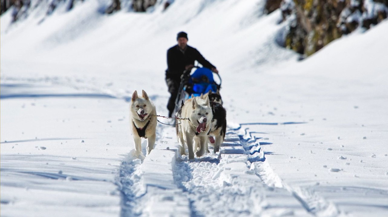 Le musher ariégeois Patrice Ségur prépare une e...