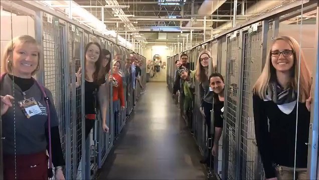 Tous les animaux de ce refuge ont été adoptés juste avant Noël. Un véritable exploit !