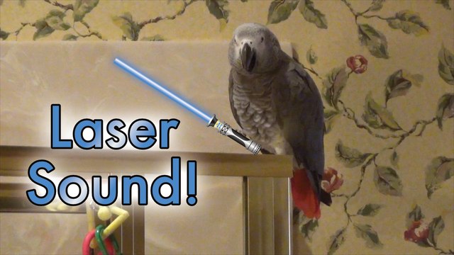 Einstein Parrot performs a Star Wars like Laser Sound