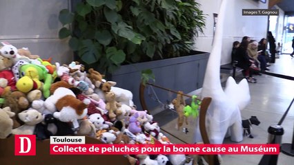 Collecte de peluches au Muséum de Toulouse
