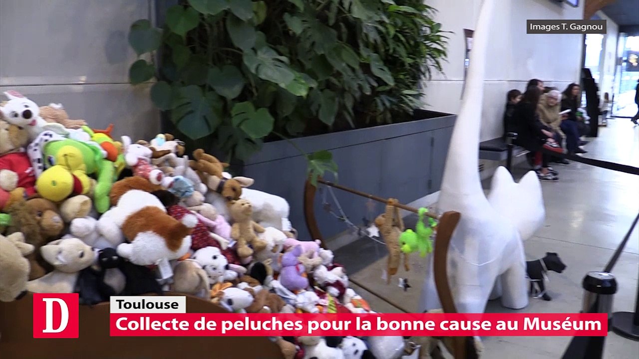 Collecte de peluches au Muséum de Toulouse