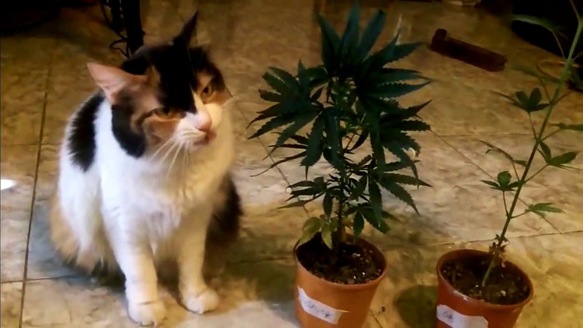 Cannabis Cat