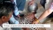 Thirsty leopard gets head stuck in pot in India