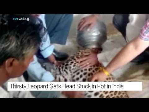 Thirsty leopard gets head stuck in pot in India