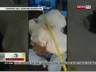BT: Higanteng kabute, nadiskubre sa isang taniman