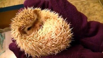 CUTE Baby Hedgehog